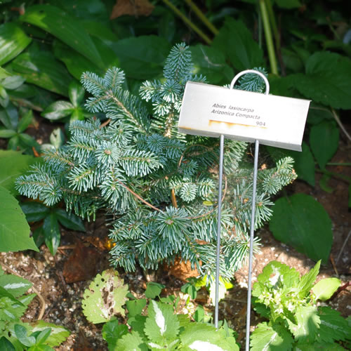 Abies lasiocarpa Arizonica Compacta